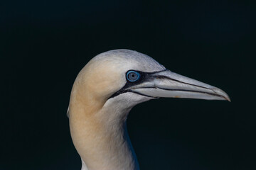 close up of a gannet