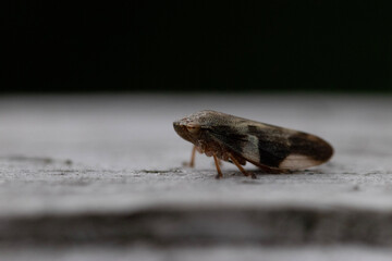 Froghopper on the wall