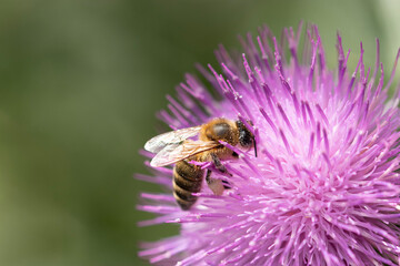 bee on a flower