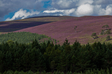 Highland heather and pine landscape