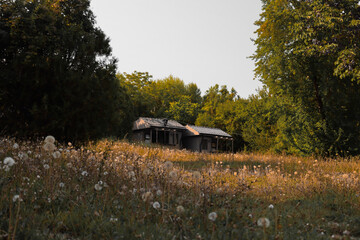 Nestled amidst the rolling hills and lush meadows, little houses peek out from the sea of wildflowers.