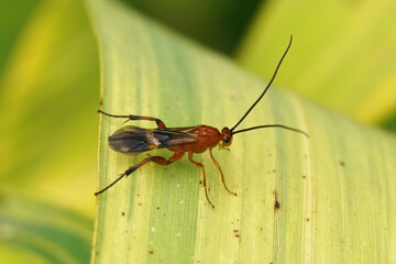 Closeup on a colorful red Braconid wasp , Cremnops desertor sitting on a green leaf