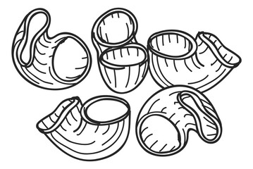 Macaroni sketch. Pipe rigate pasta shape in hand drawn style