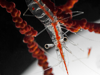 Translucent gorgonian shrimp (Manipontonia psamathe)