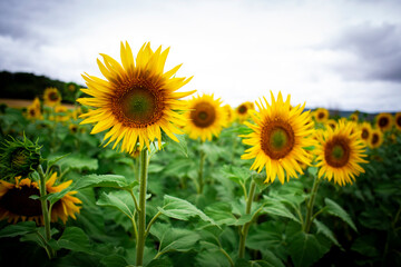 Fototapeta premium Girasol, girasoles, aceite, pipas, amarillo, verde, sol