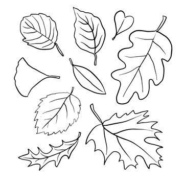 simple autumn leaves shape free hand drawing ink leaf vector contour  set  