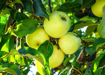 ripening yellow apples grow on an apple tree branch in an orchard