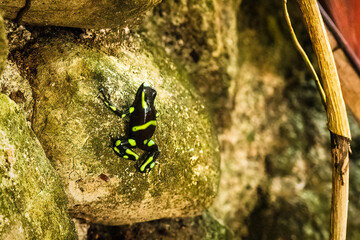 Black and Green Poison Dart Frog climbs a moldy rock