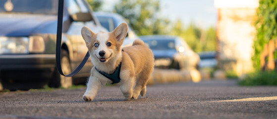 Joyful Corgi puppy runs forward. - obrazy, fototapety, plakaty