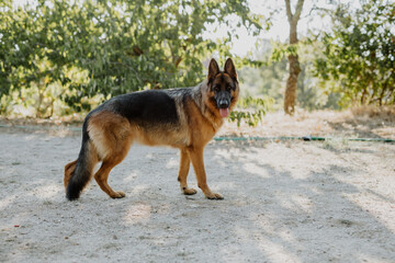 German Shepherd dog portrait