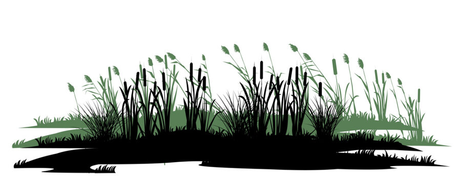 Overgrown coast. Reeds and reeds. Swamp landscape. View of the river bank. Silhouette picture. Isolated on white background. Vector.