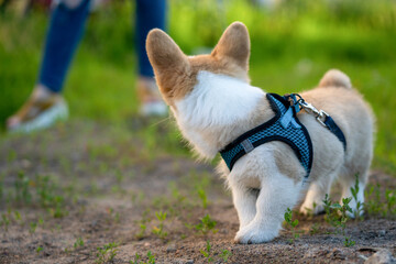 Corgi puppy on a walk turned back. Looks back at the owner.