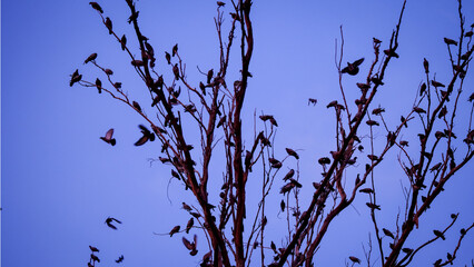 A crow of pigeons and crows on a tree branch