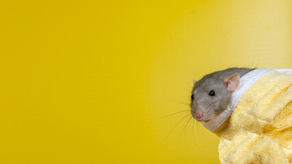 Pet rat after washing in the bathroom in a yellow towel