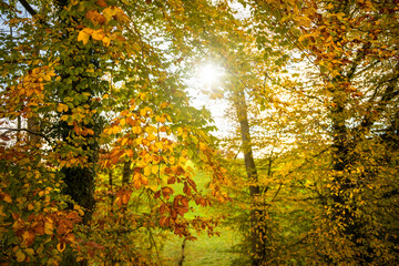 Wald im Herbst mit Sonne und buntem Laub
