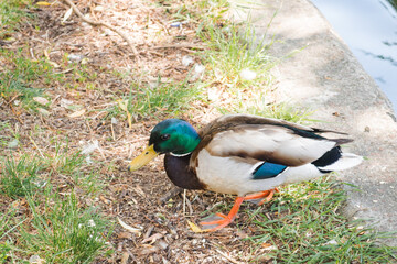 Birds and animals in wildlife concept. Mallard at the edge of a pond. Male wild duck standing in green grass. Colorful mallard drake near the lake
