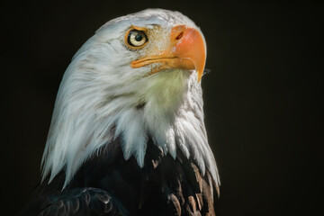 Weißkopfseeadler Porträt