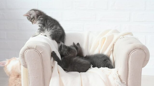 two cute funny cat kittens play on a beige armchair at home. High quality 4k footage