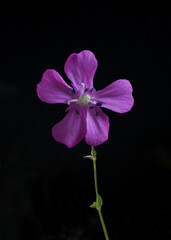 Fototapeta premium Silène armérie