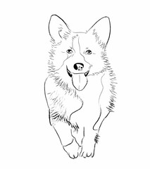 Cute dog drawing line art