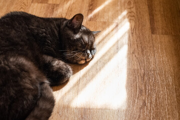 Cute cat sleeping laying on floor in sunlight