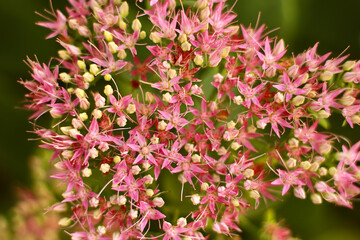 Hylotelephium, telephium beautiful flower, flowers garden. Pink bouquet