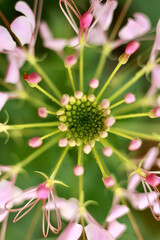 Tarenaya hassleriana plant with flowers. Cleome spinosa pink flower