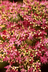 Hylotelephium, telephium beautiful flower, flowers garden. Pink bouquet
