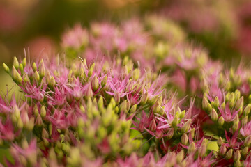 Hylotelephium, telephium beautiful flower, flowers garden. Pink bouquet