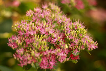 Hylotelephium, telephium beautiful flower, flowers garden. Pink bouquet