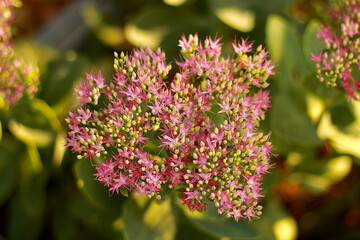 Fototapeta premium Hylotelephium, telephium beautiful flower, flowers garden. Pink bouquet