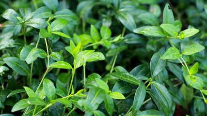 Green Vinca. 
Tropical wet leaves