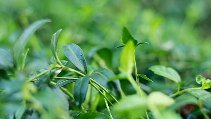 Fototapeta na wymiar Green Vinca. Tropical wet leaves