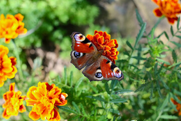 butterfly on flower
