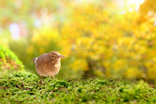 brown young chick, bird, songbird, Turdus Eremita, gordoni eremita Nesocichla sits on green moss, blurred natural landscape, cozy autumn mood, seasonal concept, feathered life, banner for designer