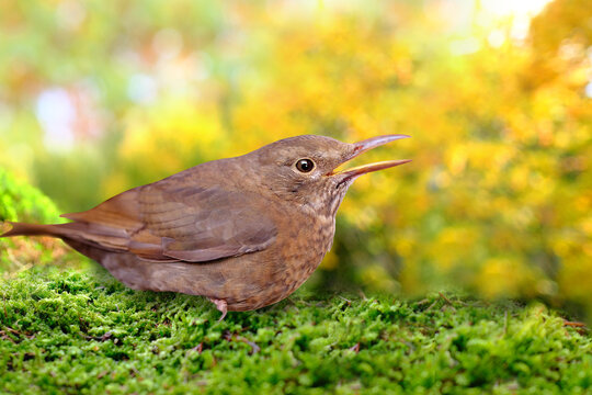 brown young chick, bird, songbird, Turdus Eremita, gordoni eremita Nesocichla sits on green moss, blurred natural landscape, cozy autumn mood, seasonal concept, feathered life, banner for designer