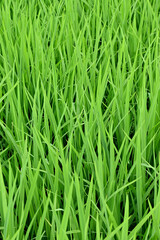 closeup the bunch green ripe paddy plant soil heap and growing in the farm soft focus natural green brown background.