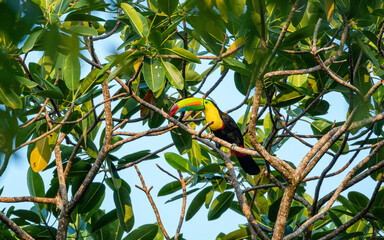 keel-billed toucan (Ramphastos sulfuratus) or rainbow toucan in carribean forest during sunrise sitting on a branch