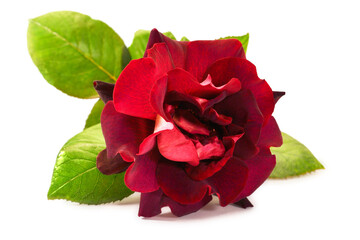 Dark red rose on a white background isolation