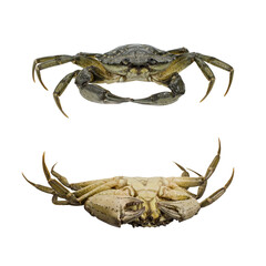Crab  isolated on white background
