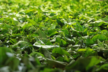 Fototapeta na wymiar Close up of green leaves of tea, Nuwara Eliya, Sri Lanka
