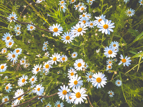 Field of small white Chamomile summer day