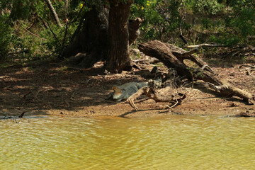 Mugger crocodile in Yala National Park, Sri Lanka