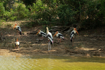 Painted stork in Yala National Park, Sri Lanka