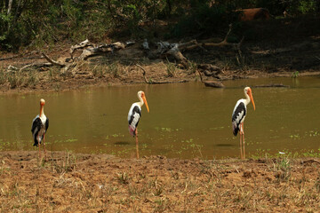 Painted stork in Yala National Park, Sri Lanka - obrazy, fototapety, plakaty