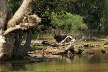 Landscape of Yala National Park, Sri Lanka