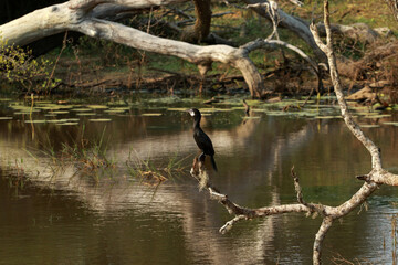 Little cormorant in Yala National Park, Sri Lanka