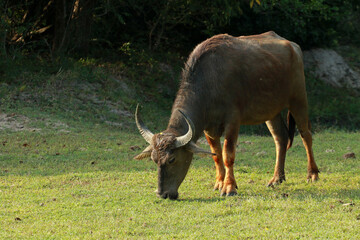 Indian Water Buffalo in Yala National Park, Sri Lanka