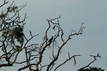 Malabar pied hornbill in Yala National Park, Sri Lanka