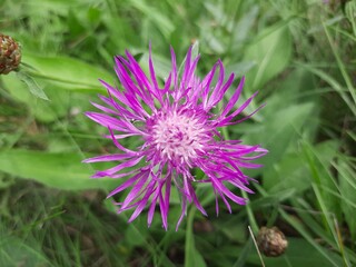 bee on thistle